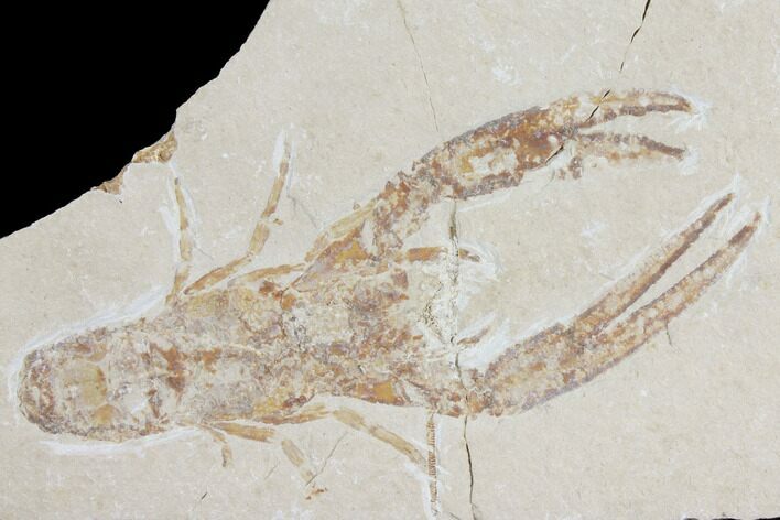 Cretaceous Lobster (Pseudostacus) Fossil - Lebanon #112655